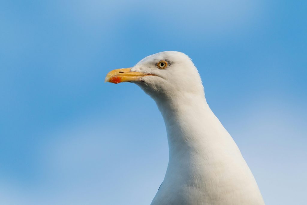 Detailed close-up of a seagull with a blue sky background, showcasing its white feathers and keen eye.